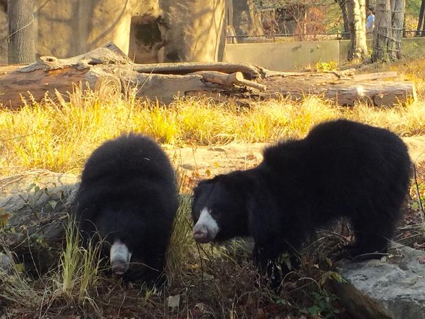 bears-philly-zoo 
