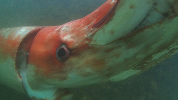 giant-squid-videotaped-in-2006-620.jpg 