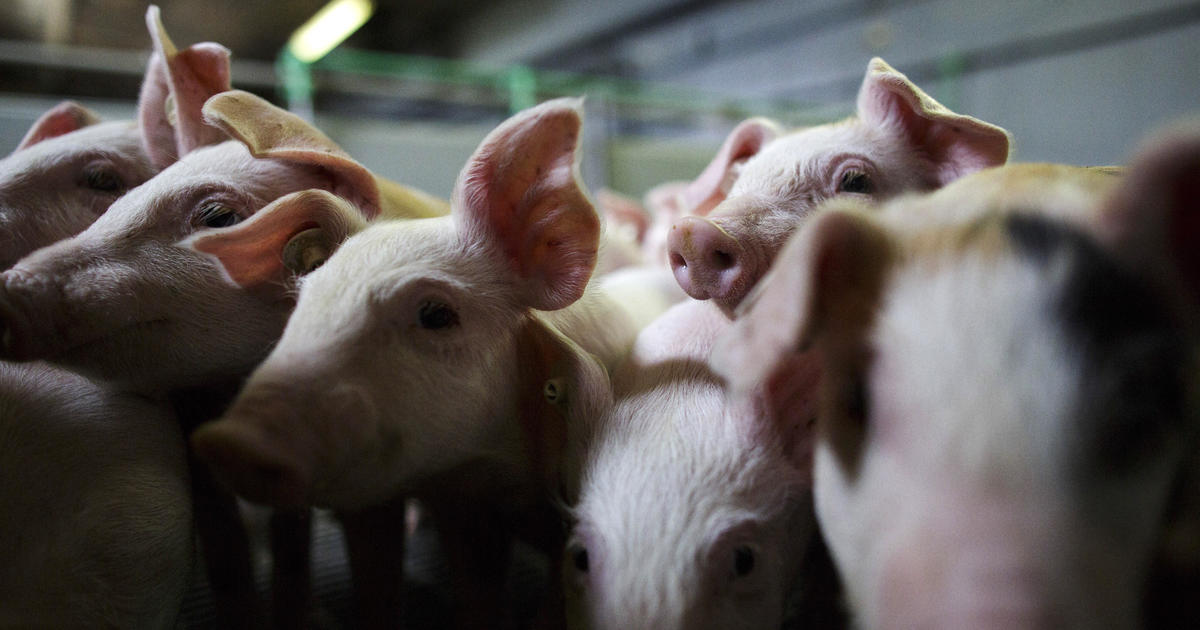 CDC to investigate swine flu virus behind woman's death in Brazil - CBS News