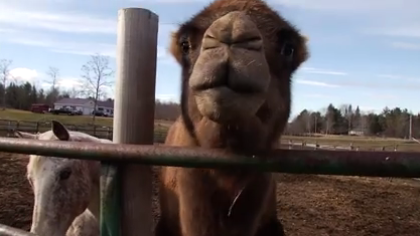 camelhorse.png 