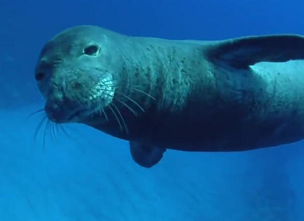 hawaiian-monk-seal-promo.jpg 