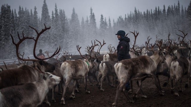 reindeer2.jpg