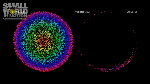 hm-keller-zebrafish-embryo.gif 