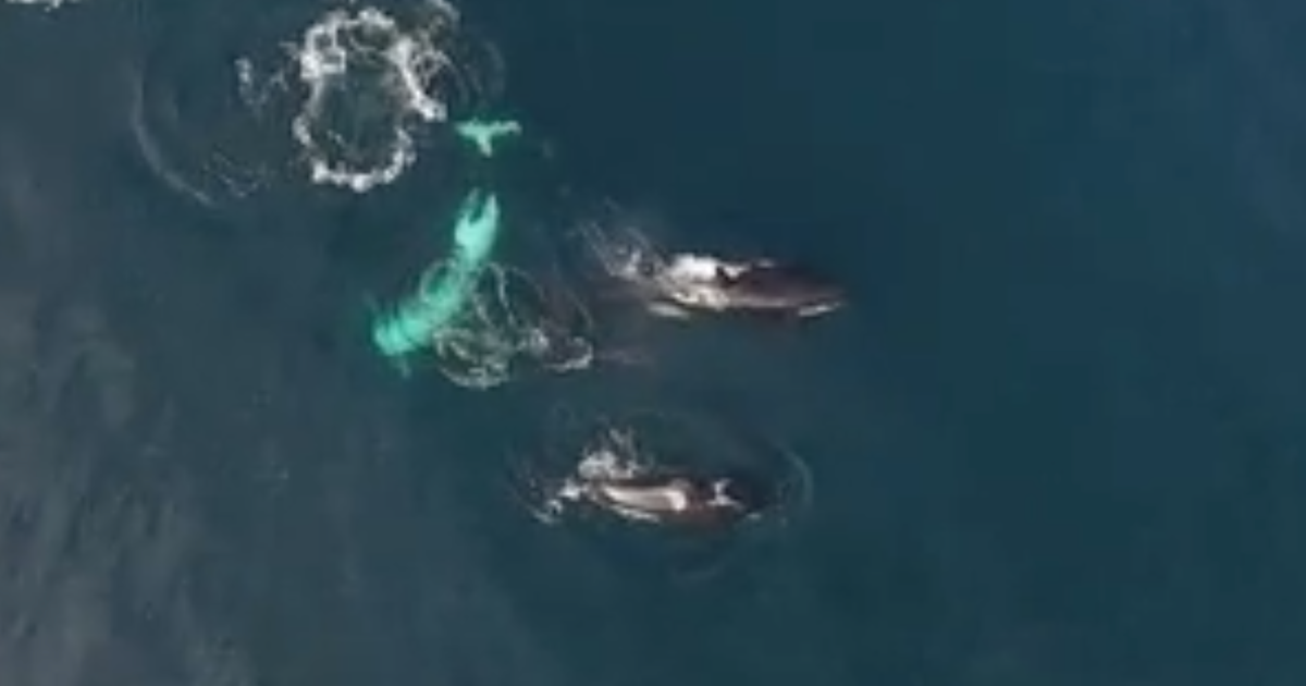 Watch: Killer whales eat a shark - CBS News