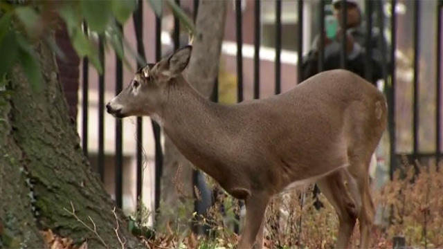 A deer is seen in Jackie Robinson Park in the Harlem section of the Manhattan borough of New York. 