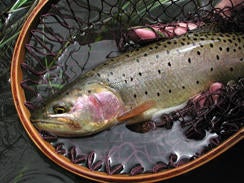 bonneville-cutthroat-trout-verne-lehmberg-244.jpg 