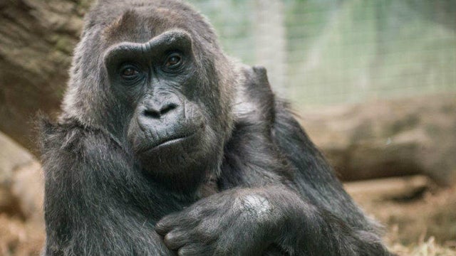 colo-columbus-zoo-1140.jpg 