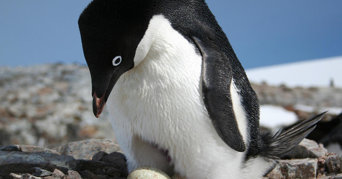 Blue penguin, Antarctic Bird Species & Adaptations
