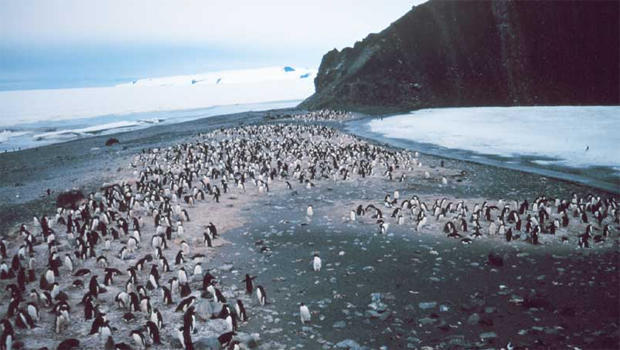 adelie-penguins-rookery-noaa-nesdis-ora.jpg 