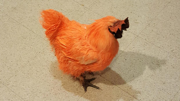 Orange Rooster 