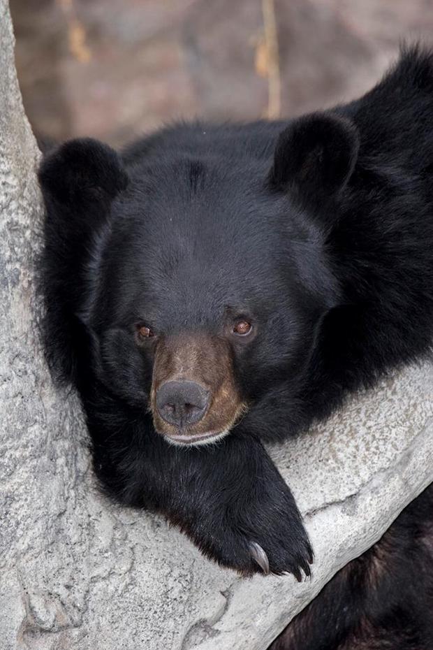 tenzing-zoo-bear-dies-from-denver-zoo 