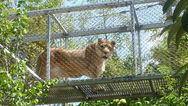 The Philadelphia Zoo said it euthanized Zenda, believed to be the oldest lion in the U.S. 