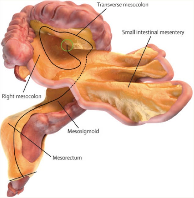 mesentery.jpg 