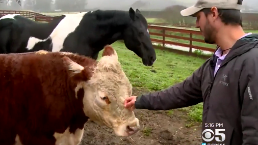 cow.png 