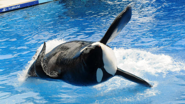 Killer whale Tilikum appears during its performance in its show “Believe” at SeaWorld on March 30, 2011, in Orlando, Florida. 