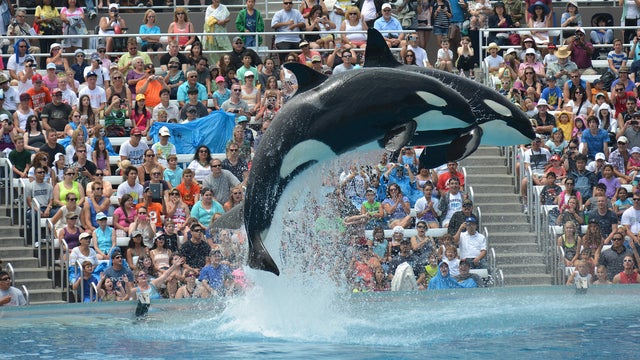 photo-credit-mike-aguileraseaworld-san-diego.jpg 