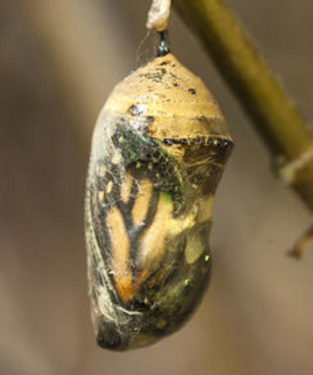 monarch-butterfly-before-emerging-from-chrysalis-verne-lehmberg.jpg 