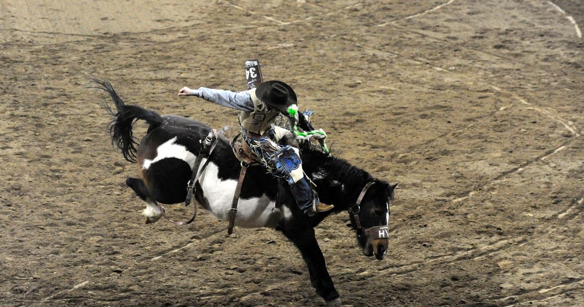 Alameda County bans wild cow milking events in rodeos