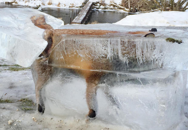 A block of ice with a frozen fox can be seen in Fridingen, Germany, Jan. 13, 2017. 
