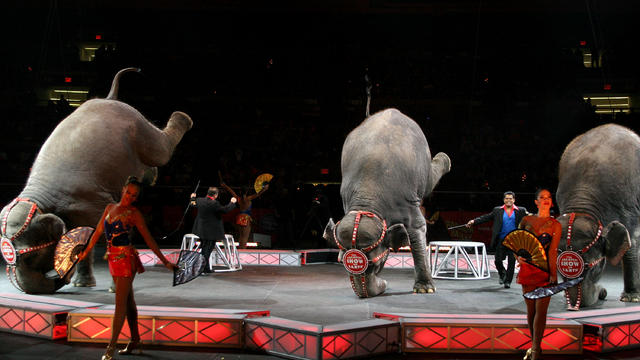 Internet, animal rights activists helped shut down Ringling Bros. and  Barnum & Bailey Circus - CBS News