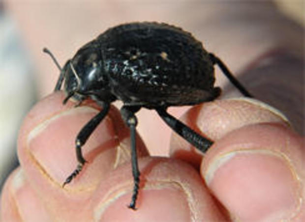 namibian-beetle-stenocara-harvests-droplets-from-fog-244.jpg 