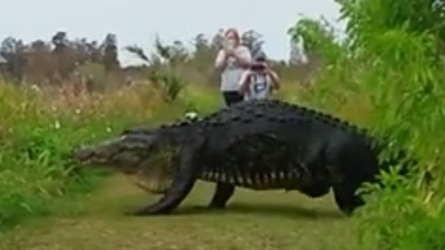gator.png 