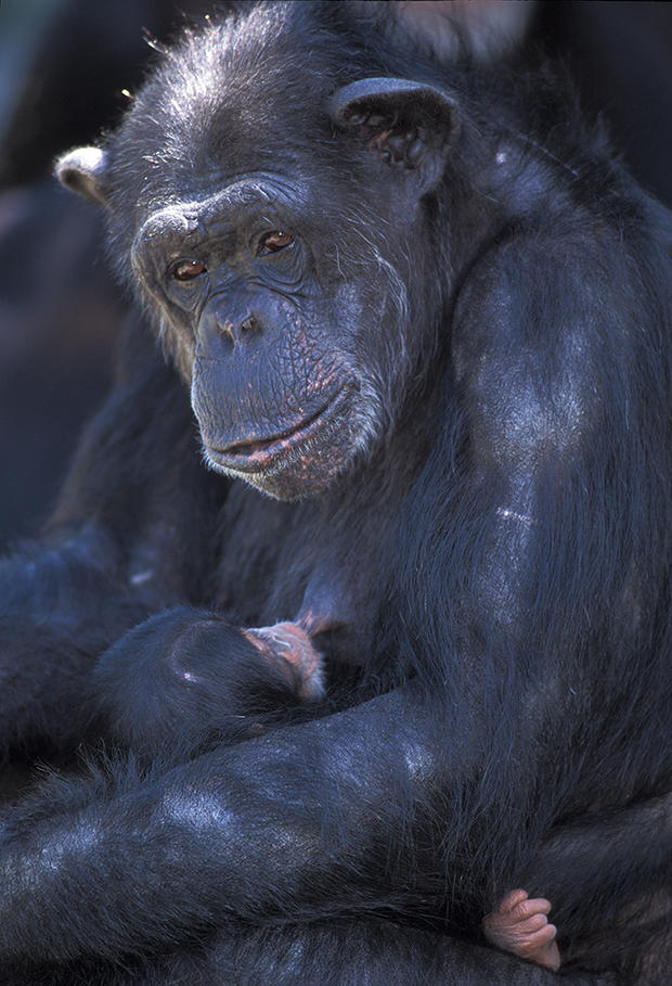 Zoo Miami - Binti Chimpanzee 