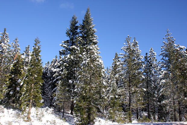 snow trees 