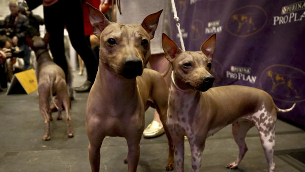 The Westminster Kennel Club Dog Show 