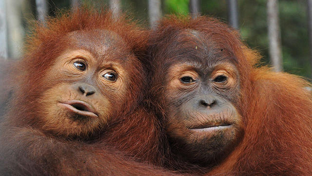 orangutans.jpg 