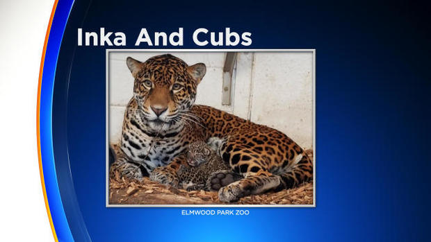 philadelphia-zoo-jaguar-cubs-2-2017-1-31.jpg 