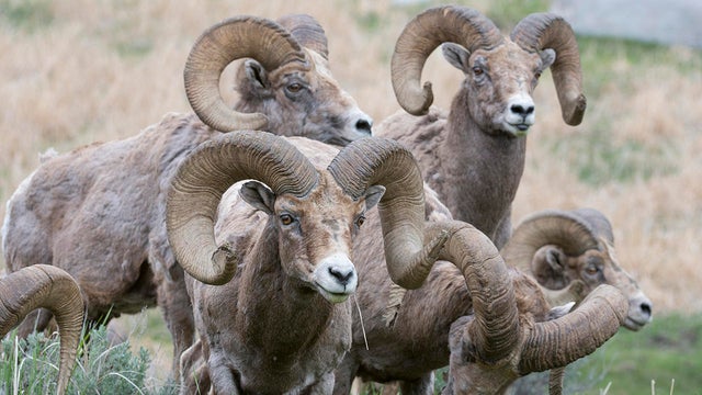 bighorn-rams-promo.jpg 