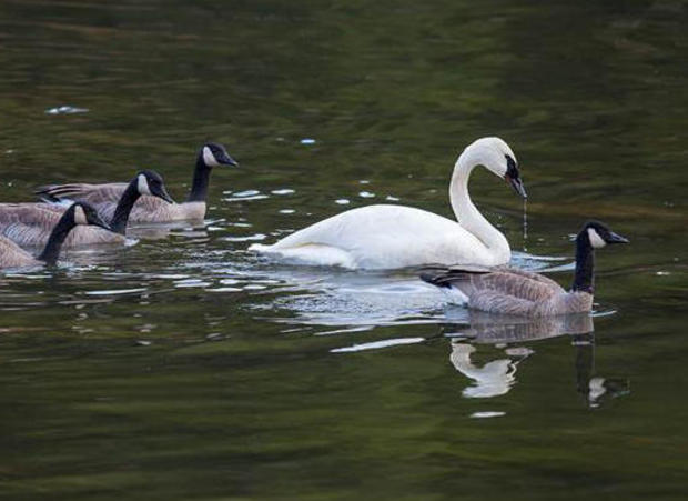 canada-geese-following-feeding-trumpeter-swan.jpg 