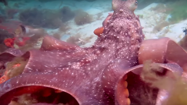 inflateoctopus1.png