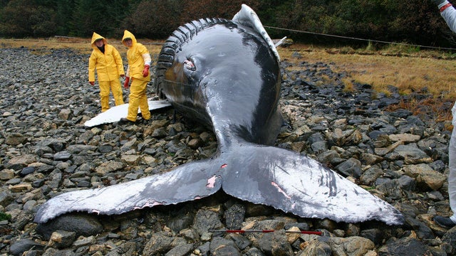 nasa-beached-whale-calf.jpg 