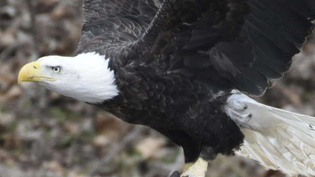 bald-eagle-leg-trap-pennsylvania-2017-2-7.jpg 