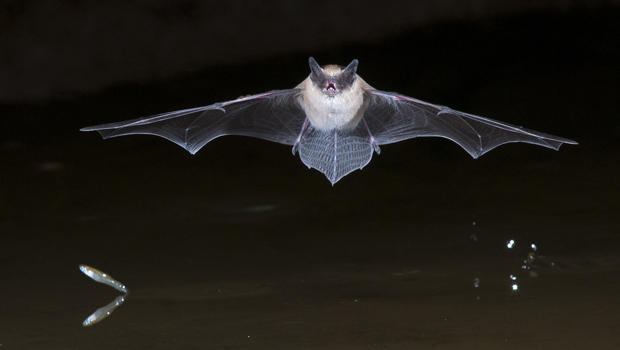 bat-with-jumping-minnow-verne-lehmberg-620.jpg 