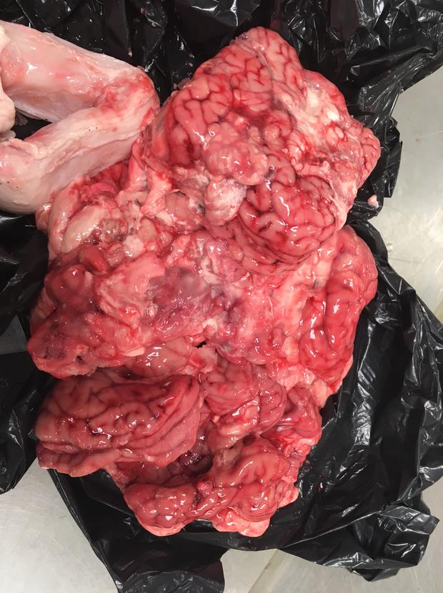 Pig Brain 