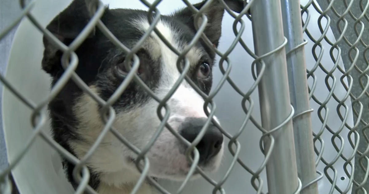 Santa Rosa Shelter Rescues Dogs From Mexico - CBS San Francisco