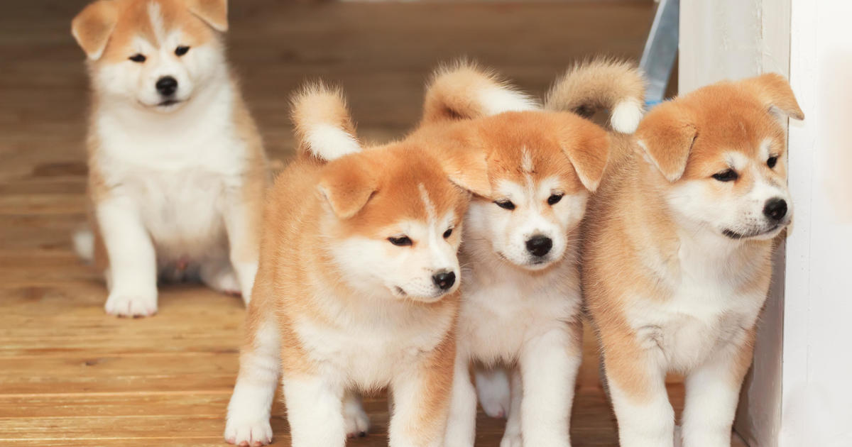 5 expensive dog breeds that people actually own