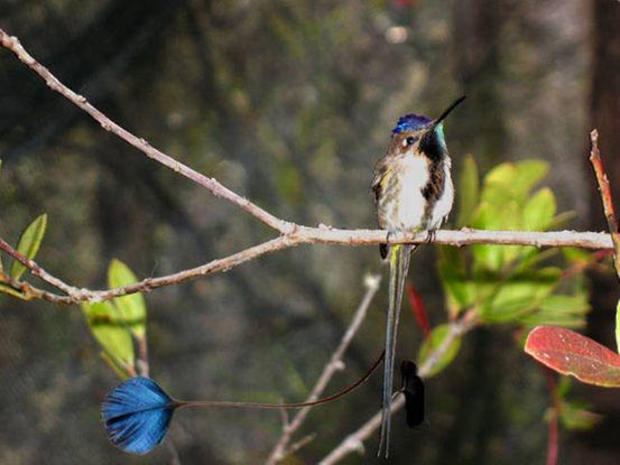 070425-hummingbird-tail-02.jpg 