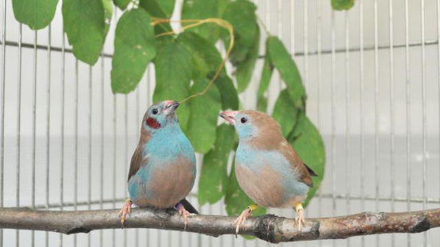 cordon-blue-songbirds.jpg 