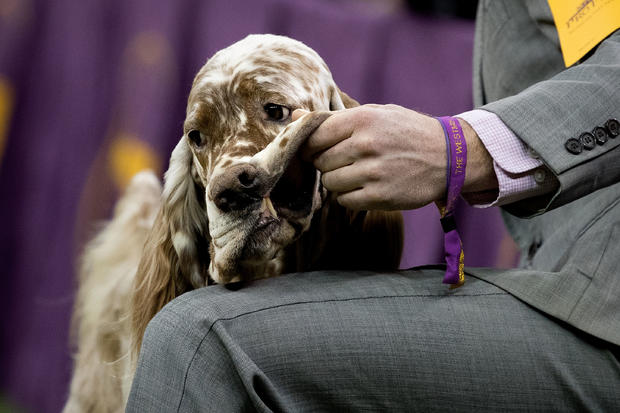 Canine Champions Compete In The Westminster Dog Show 