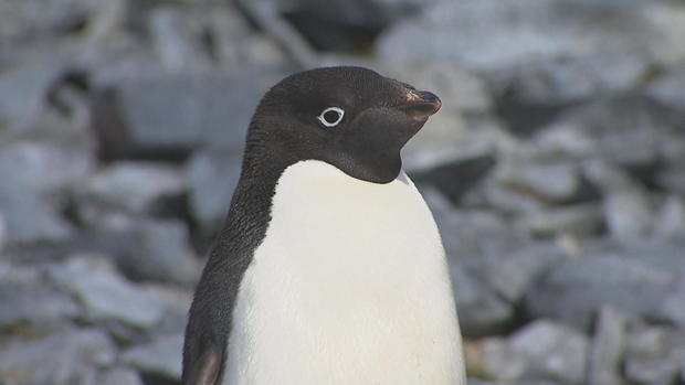e7n-phillips-antarctica-palmer-penguins-frame-2418.jpg 