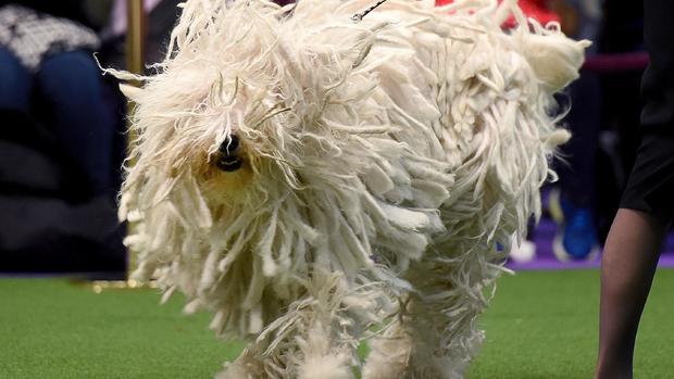 Westminster Kennel Club Dog Show 2017 