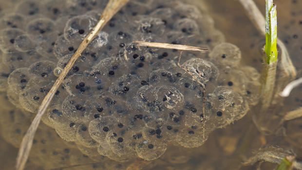 frog-eggs-in-snow-melt-pond-verne-lehmberg-620.jpg 