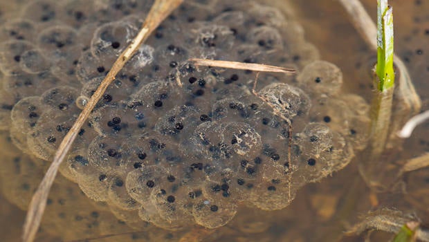 frog-eggs-in-snow-melt-pond-verne-lehmberg-620.jpg 