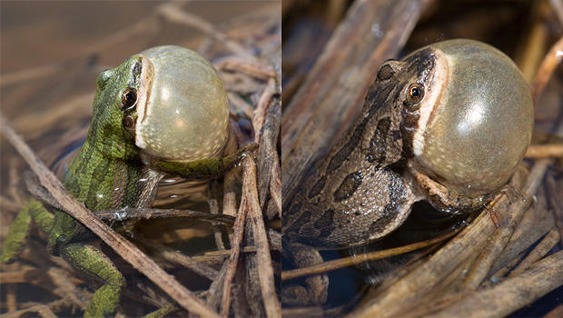 boreal-chorus-frog-color-variations-verne-lehmberg-620.jpg 
