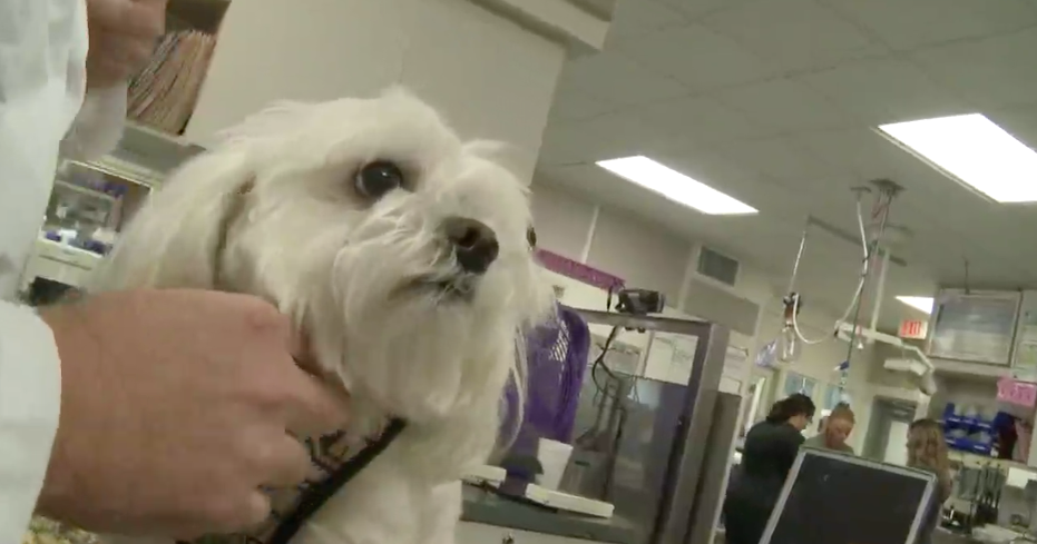 Addicts using pets to score drugs, veterinarians warn - CBS News Addicts using pets to score drugs, veterinarians warn - CBS News