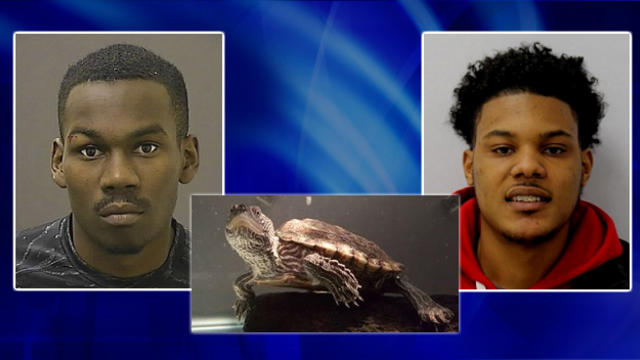 suspects-and-turtle.jpg 